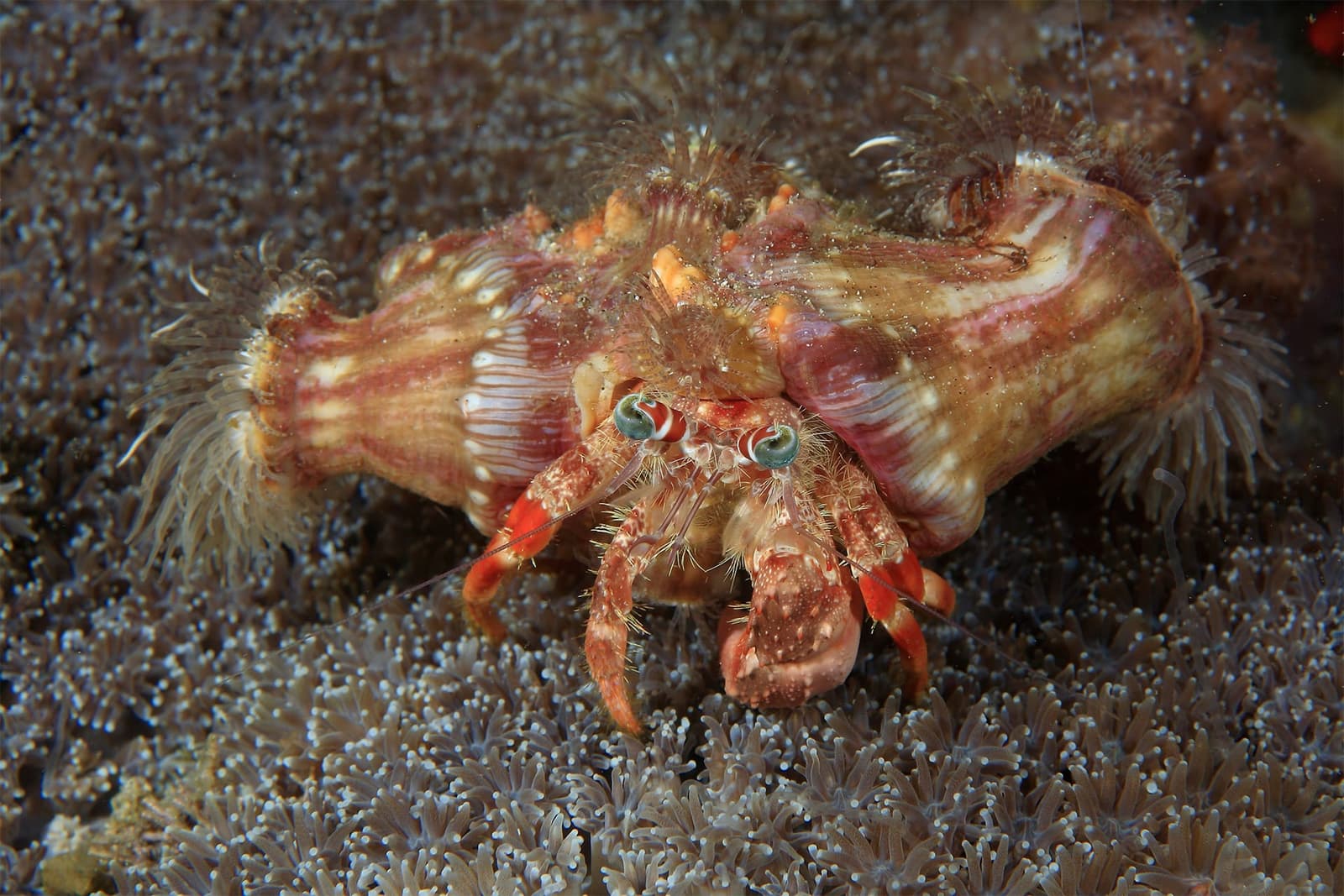 The Cyclades: A Haven for Wildlife and Sailing