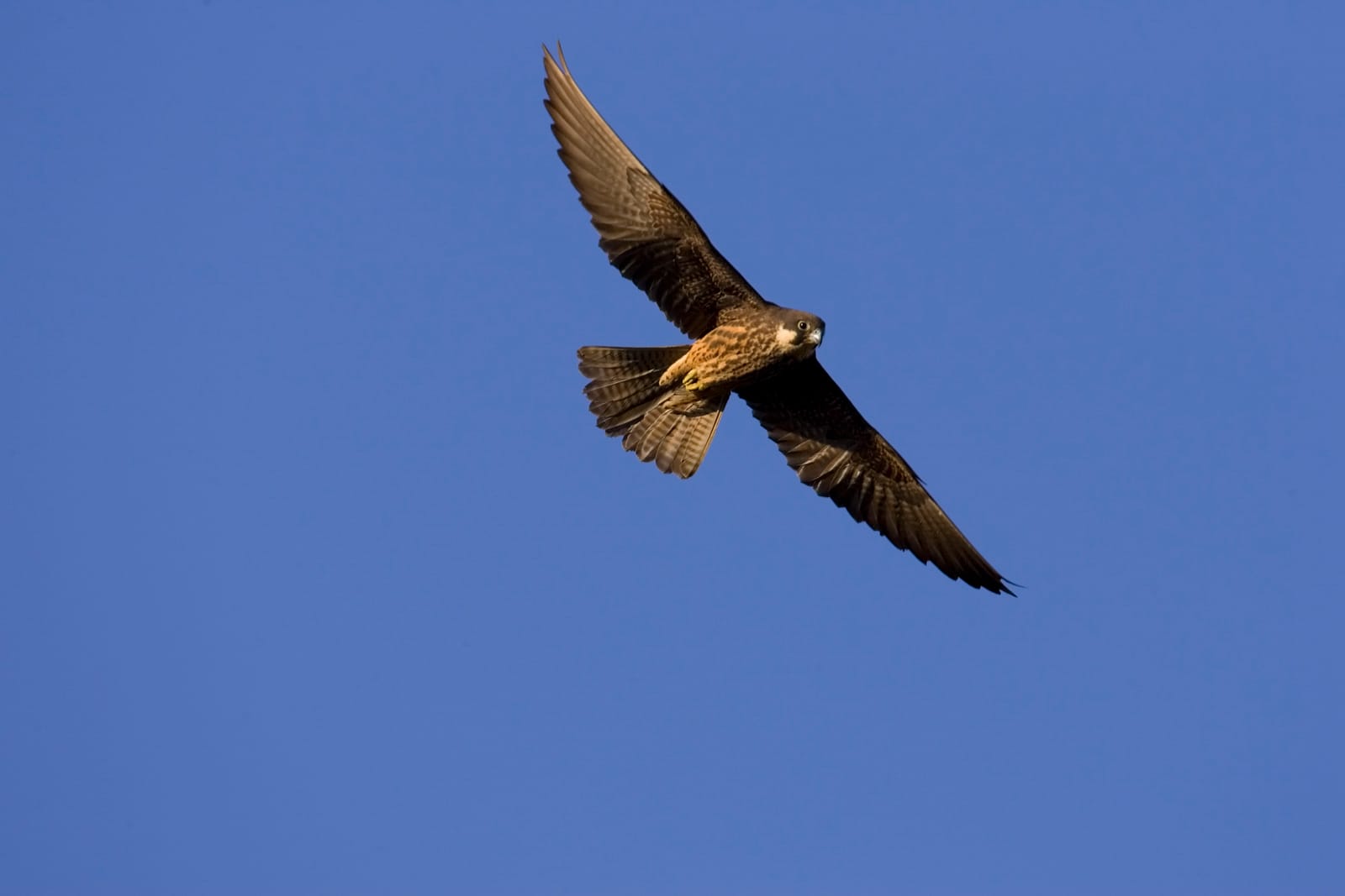 The Cyclades: A Haven for Wildlife and Sailing