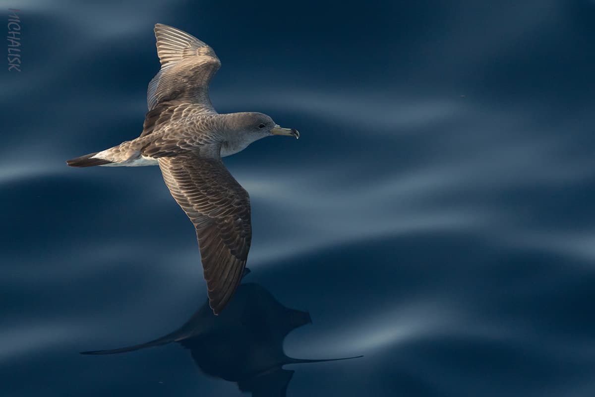 The Cyclades: A Haven for Wildlife and Sailing