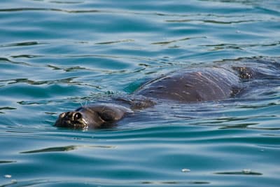 The Cyclades: A Haven for Wildlife and Sailing