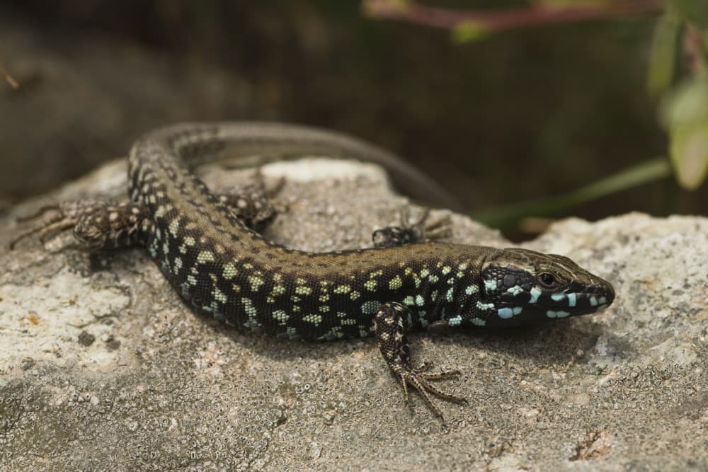 The Cyclades: A Haven for Wildlife and Sailing