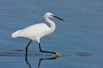 How you can protect the variety of life on earth!